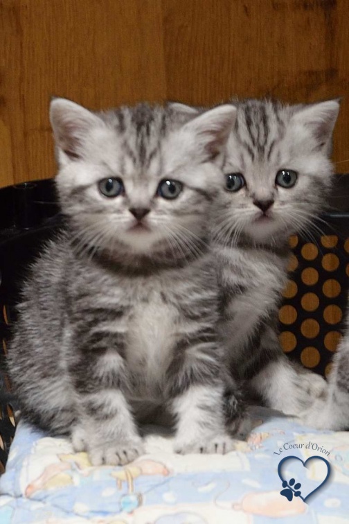 2 chatons british shorthair observant le photographe