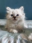 Natacha